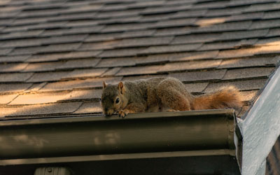 Squirrels access your attic through the roof in Springfield VA - Ehrlich Pest Control, formerly Connor's