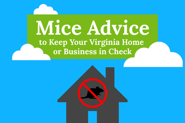 Mice Advice in Virginia - Ehrlich Pest Control, formerly Connor's