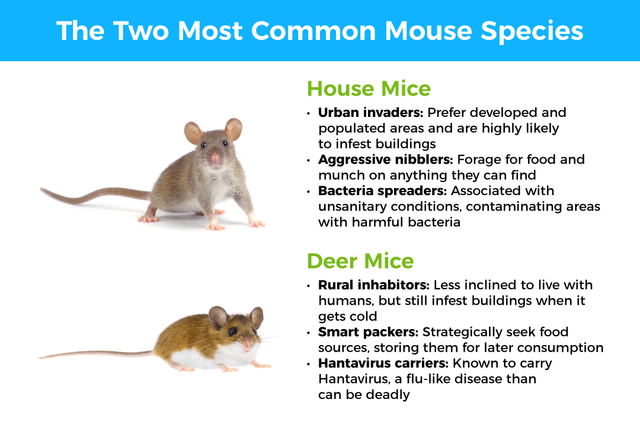 House mice vs deer mice in Virginia - Ehrlich Pest Control, formerly Connor's