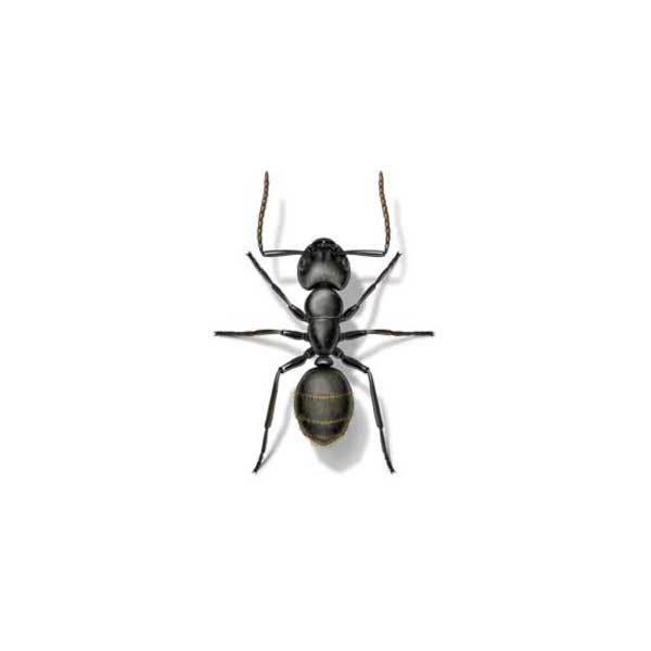 Carpenter Ant Identification Habits Behavior Ehrlich Pest Control,Half Square Triangles 2 At A Time