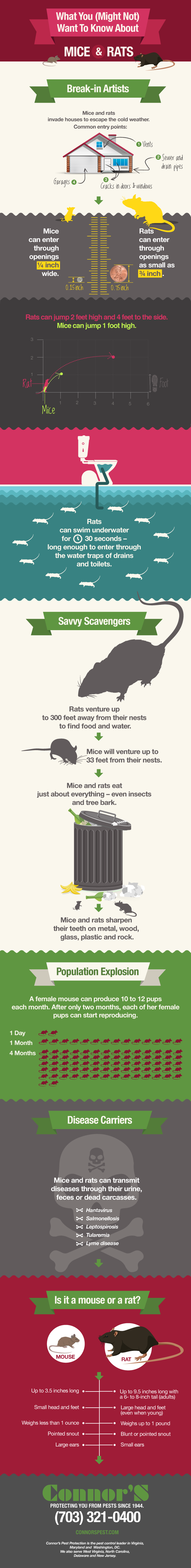 mice rat infographic
