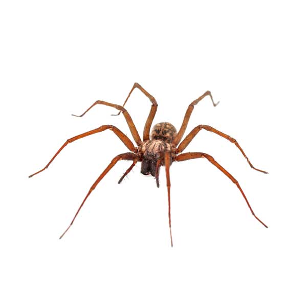 Common House Spider Identification & Behavior | Ehrlich Pest Control