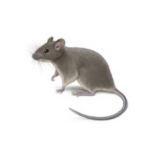 House mouse control and removal in Virginia - Ehrlich Pest Control, formerly Connor's