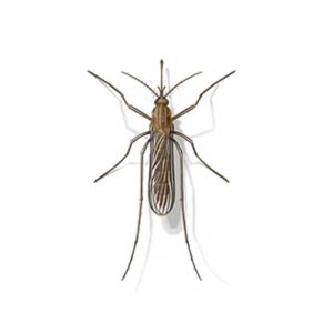 Information on controlling and identifying mosquitoes in Fairfax and Alexandria VA - Ehrlich Pest Control, formerly Connor's