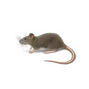 Norway Rat control and prevention in Alexandria and Fairfax VA - Ehrlich Pest Control, formerly Connor's