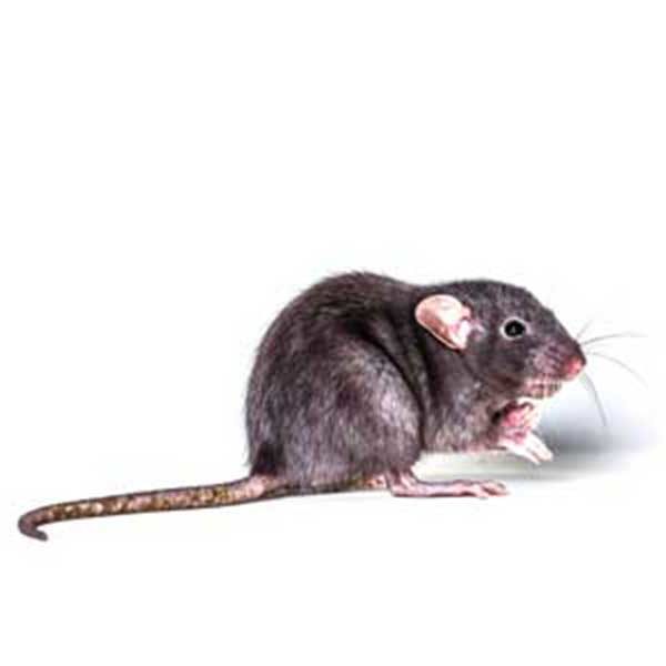 roof rat identification, habits & behavior