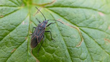 Prevent boxelder bugs and stink bugs in Alexandria and Arlington VA - Ehrlich Pest Control, formerly Connor's
