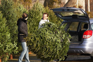 Shake out your tree before bringing it into your Alexandria VA or Leesburg VA home - Ehrlich Pest Control, formerly Connor's
