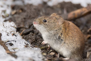 A rodent is one of many common winter pests to infest Richmond VA and Ashburn VA homes in the winter months - Ehrlich Pest Control, formerly Connor's