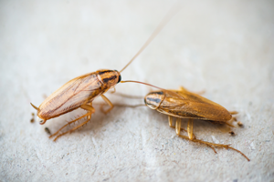 German cockroaches are one of the most common infestations in the Leesburg and Alexandria VA area - Ehrlich Pest Control, formerly Connor's