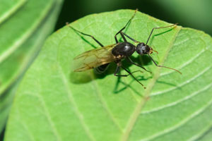 Carpenter ants are commonly mistaken for termites in Northern Virginia - Learn more from Ehrlich Pest Control, formerly Connor's