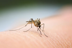 Mosquitoes do not transmit coronavirus in Virginia. Learn more from Ehrlich Pest Control, formerly Connor's