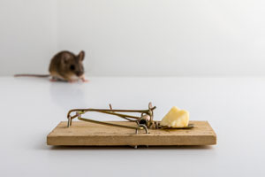 Mouse traps are a common DIY pest control method. Learn about the pros and cons of DIY pest control in VA from Ehrlich Pest Control, formerly Connor's