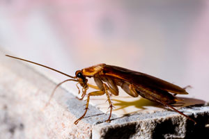 Cockroaches may trigger seasonal allergies in Virginia - Connor's Termite & Pest Control
