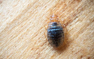 Learn about bed bug myths in Virginia from Ehrlich Pest Control, formerly Connor's