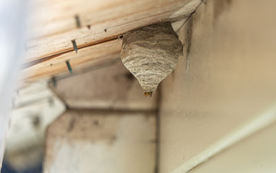Wasp nest identification in Virginia - Ehrlich Pest Control, formerly Connor's
