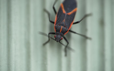 Boxelder bugs are a common fall invader in Springfield VA - Ehrlich Pest Control, formerly Connor's