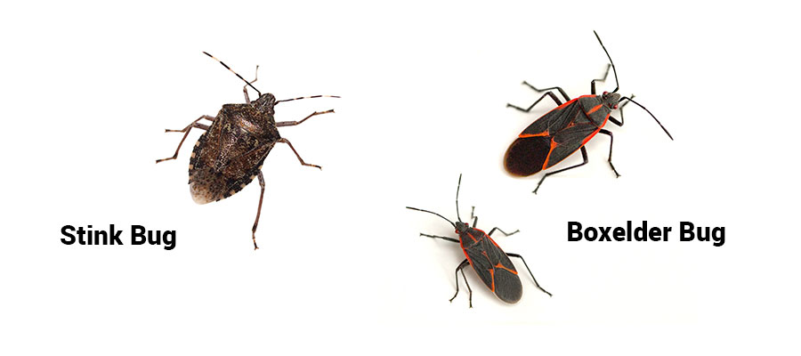 Stink bug and boxelder bug identification in Springfield VA - Ehrlich Pest Control, formerly Connor's
