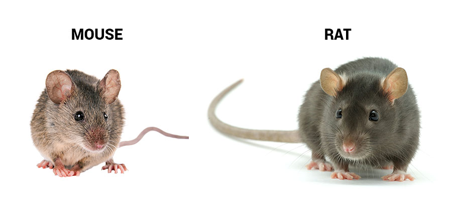 Difference between rats and mice in Springfield VA - Ehrlich Pest Control, formerly Connor's