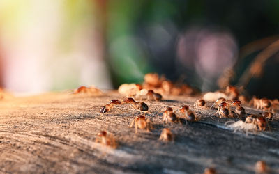 Termites can infest Springfield VA homes in the fall and winter. - Ehrlich pest Control, formerly Connor's