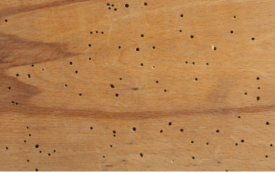 Drywood termites leave behind termite holes in Virginia - Ehrlich Pest Control, formerly Connor's