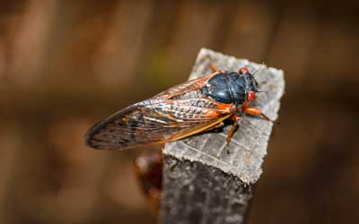 What Brood X cicadas look like in Virginia - Elrich Pest Control, formerly Connor's