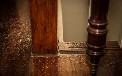 What makes my home attractive to termites in Springfield VA - Ehrlich Pest Control, formerly Connor's 